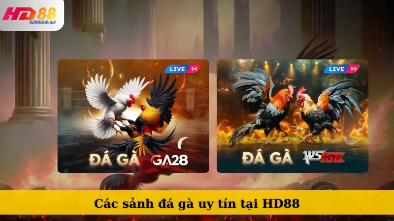 Các sảnh đá gà uy tín tại HD88